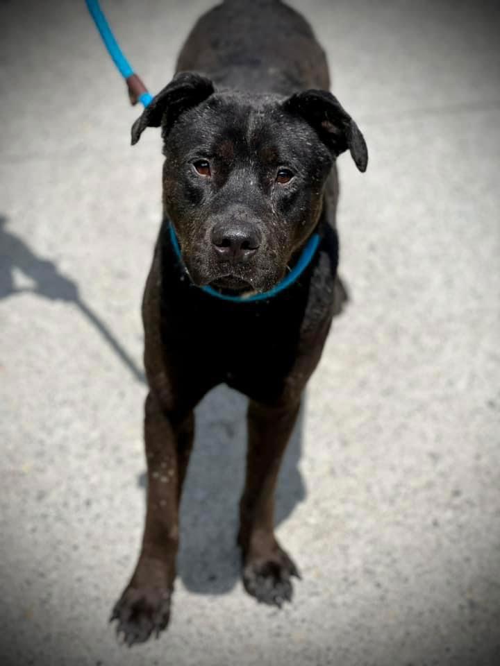 MIDNIGHT, Adoptable, Adult Male Pit Bull Terrier & Shar-Pei.