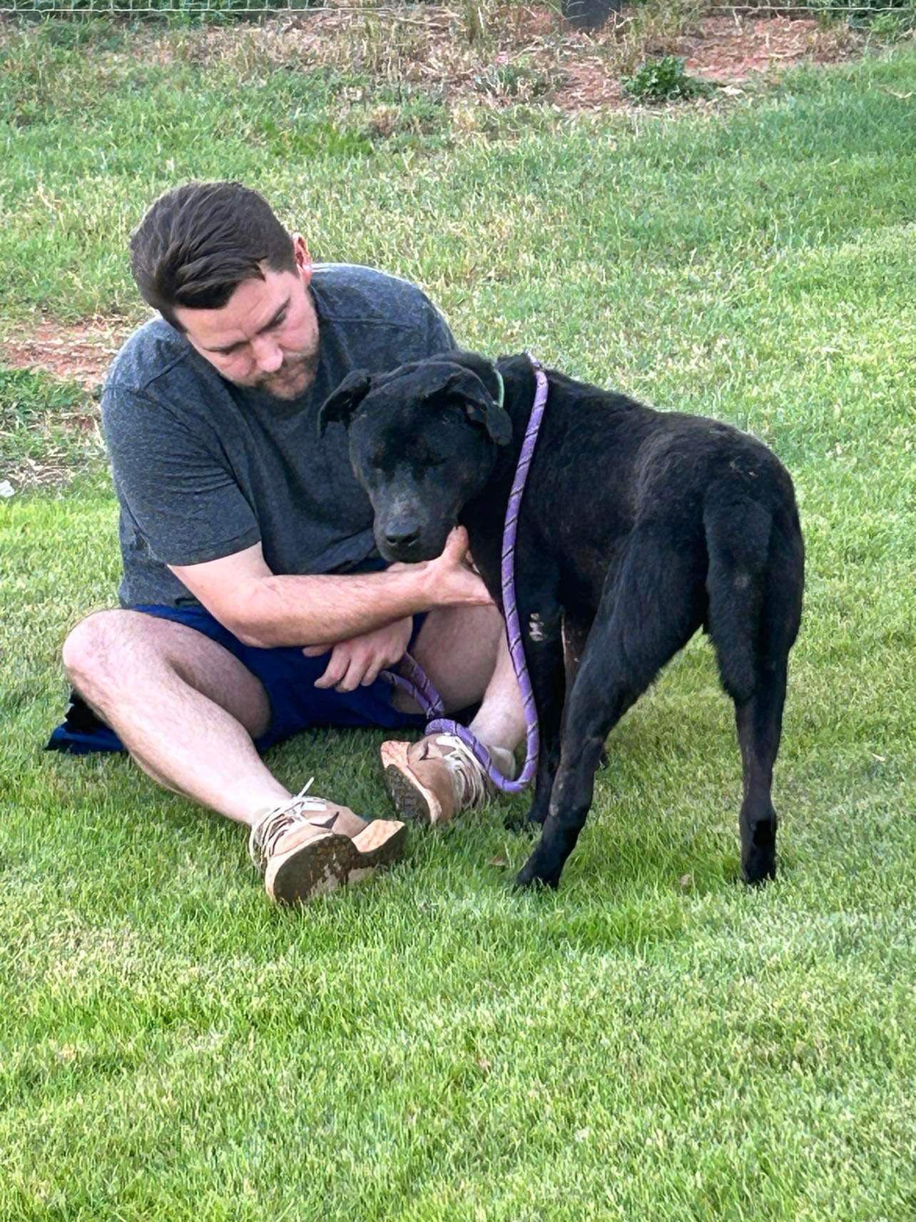 MIDNIGHT, a Adoptable mixed breed in Atlanta, GA image 3/3