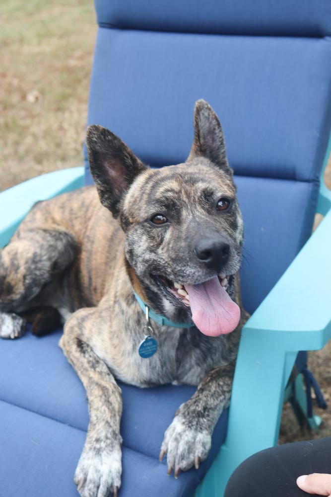 Enlarge Diego, a Adoptable mixed breed in Franklin, TN image 4/4