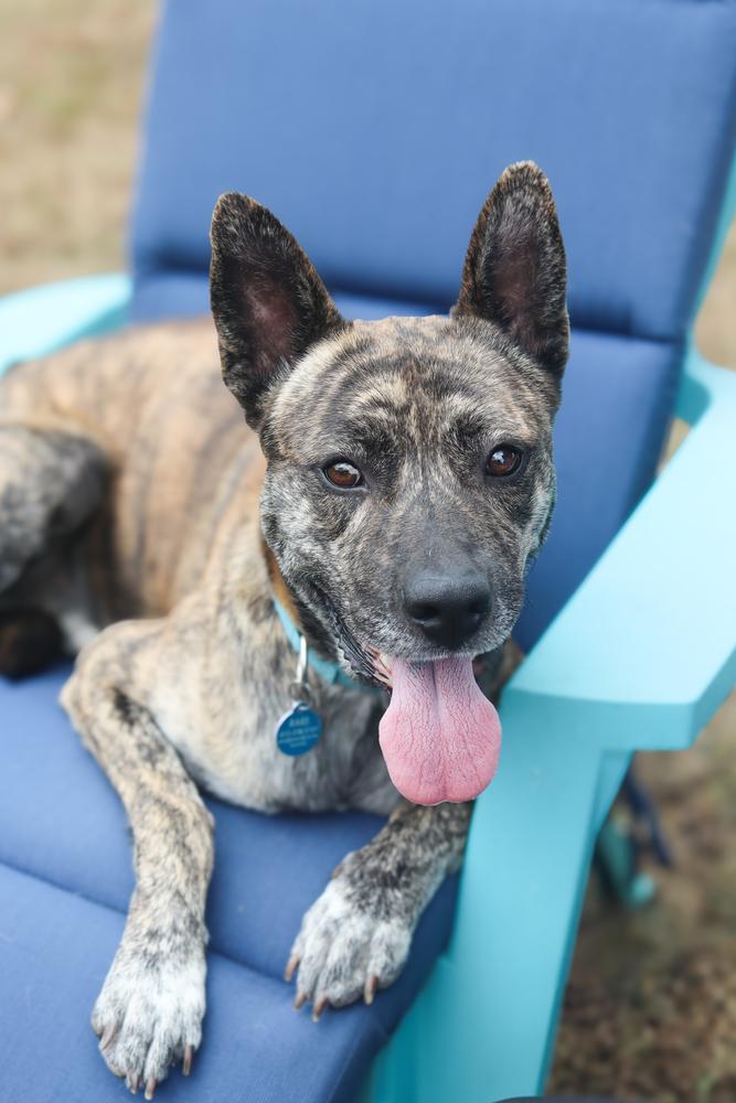 Enlarge Diego, a Adoptable mixed breed in Franklin, TN image 1/4