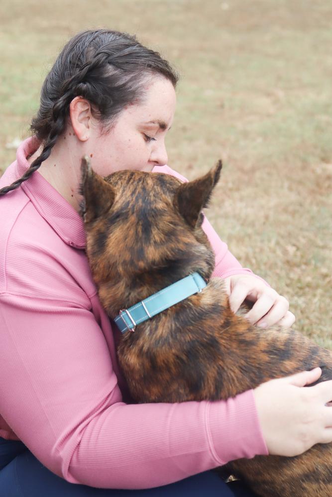 Enlarge Diego, a Adoptable mixed breed in Franklin, TN image 2/4