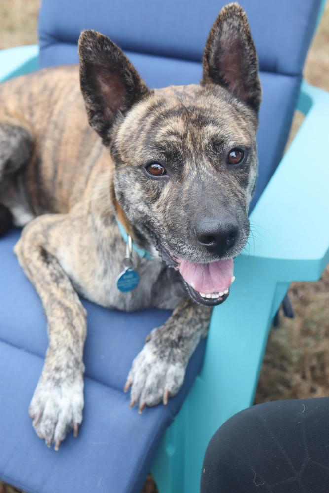 Enlarge Diego, a Adoptable mixed breed in Franklin, TN image 3/4