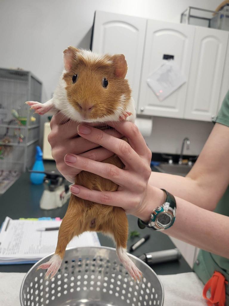 Melon, Adoptable, Adult Female Guinea Pig.