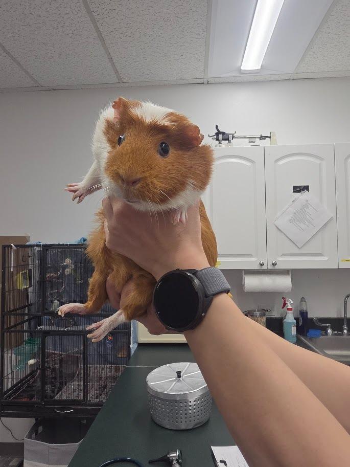 Enlarge Melon, a Adoptable Guinea Pig in CRYSTAL LAKE, IL image 2/4