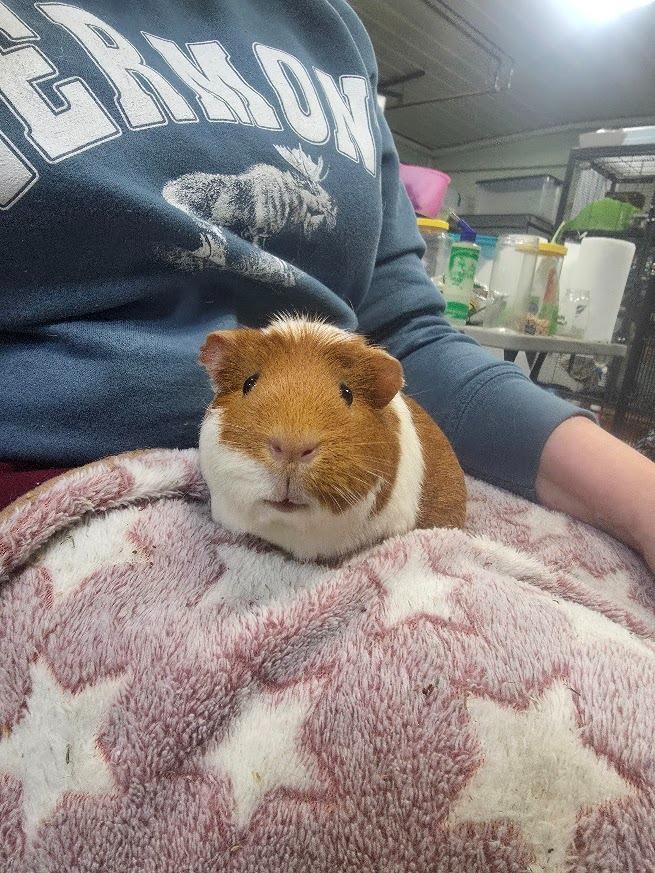 Enlarge Melon, a Adoptable Guinea Pig in CRYSTAL LAKE, IL image 3/4