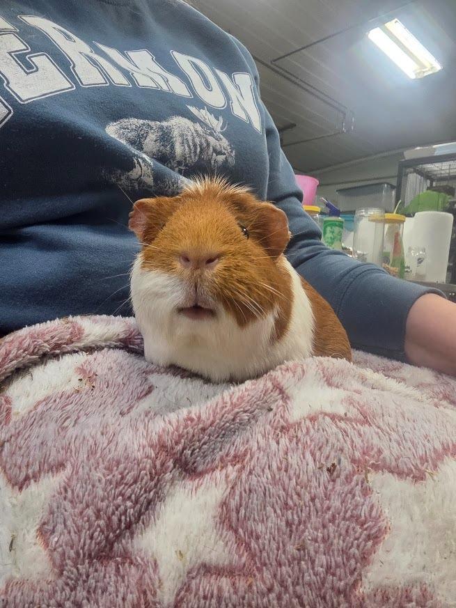 Enlarge Melon, a Adoptable Guinea Pig in CRYSTAL LAKE, IL image 4/4