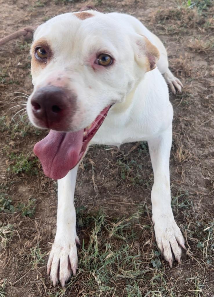 Dot, Adoptable, Young Female Pit Bull Terrier.