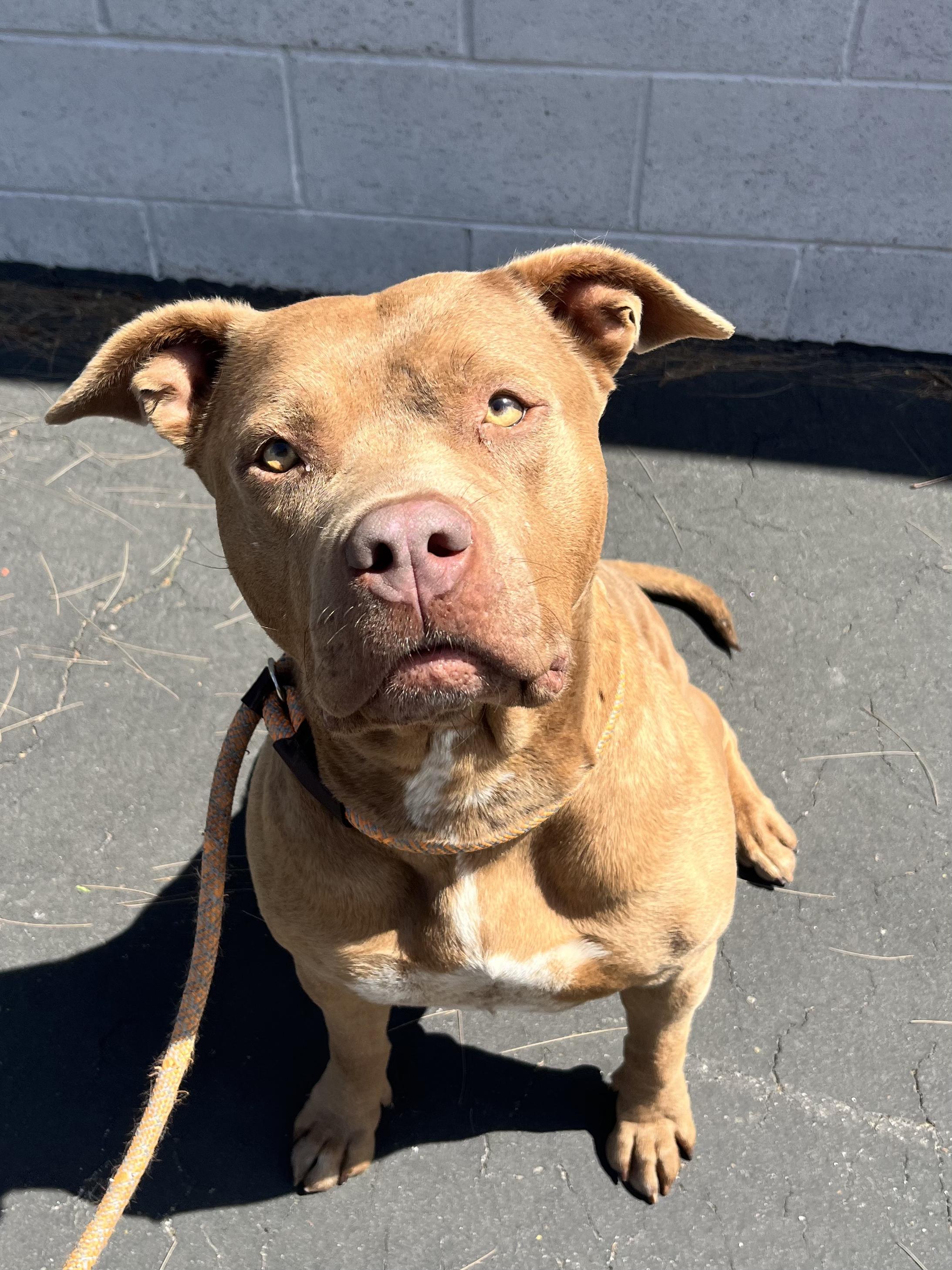 Valerie, a Adoptable Pit Bull Terrier in Inglewood, CA image 5/6