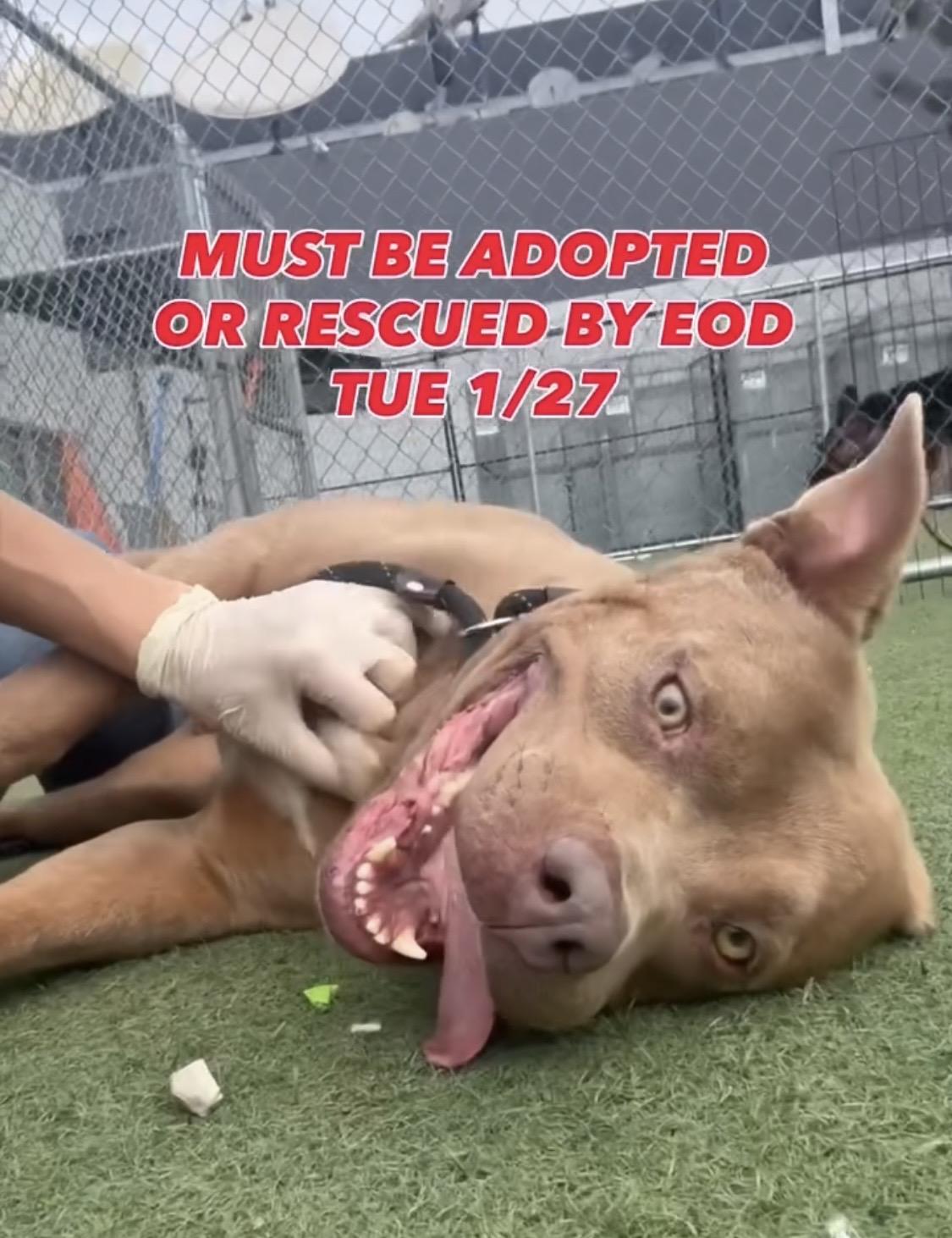 Valerie, a Adoptable Pit Bull Terrier in Inglewood, CA image 3/6