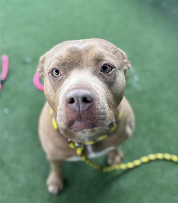 Valerie, a Adoptable Pit Bull Terrier in Inglewood, CA image 1/6