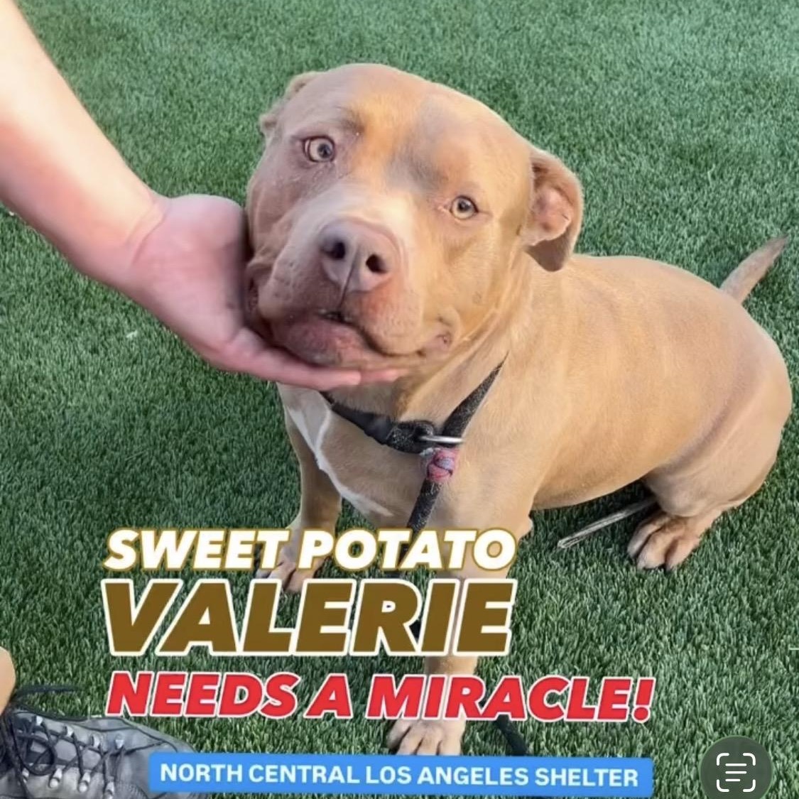Valerie, a Adoptable Pit Bull Terrier in Inglewood, CA image 4/6