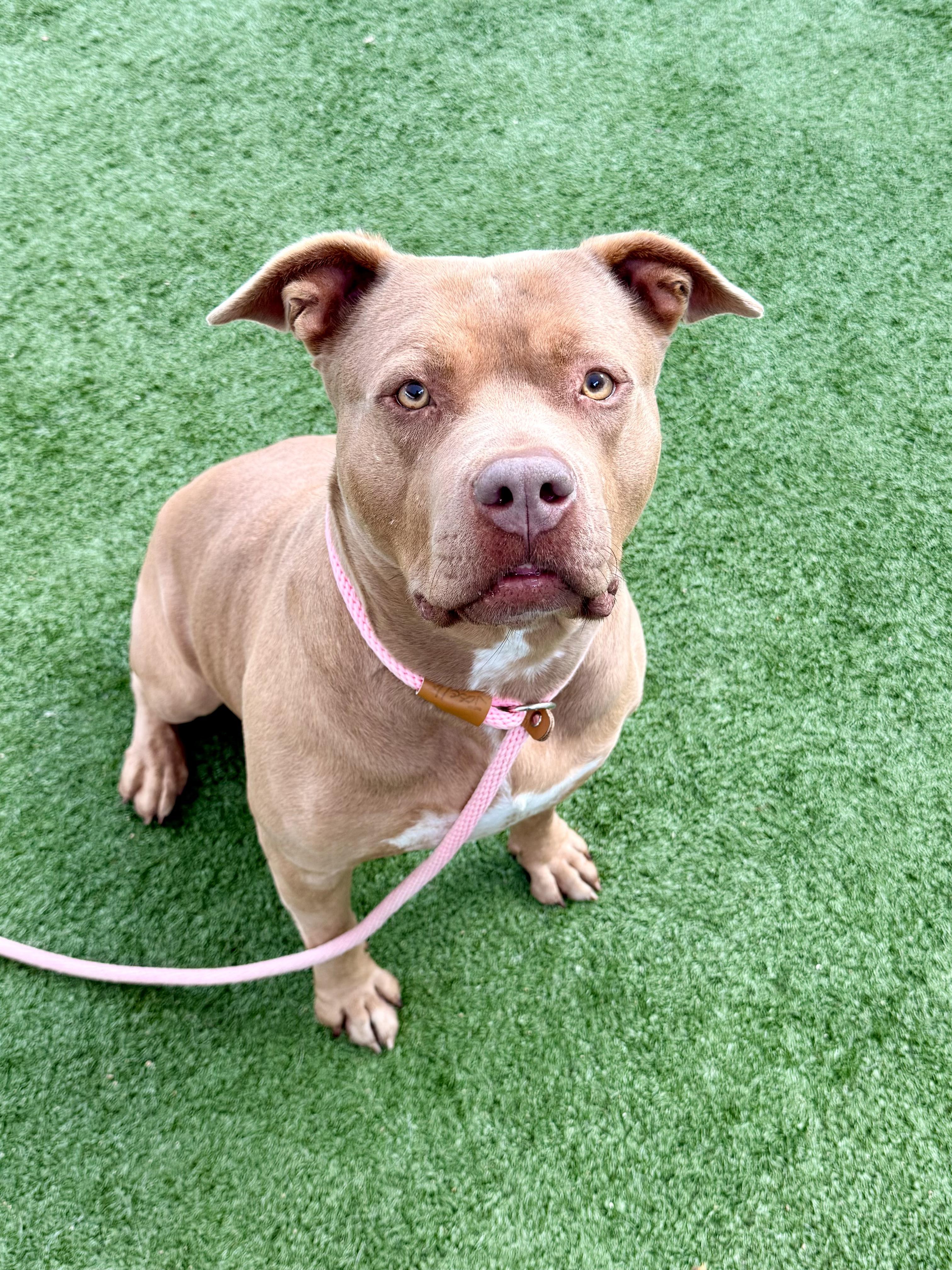 Valerie, a Adoptable Pit Bull Terrier in Inglewood, CA image 2/6