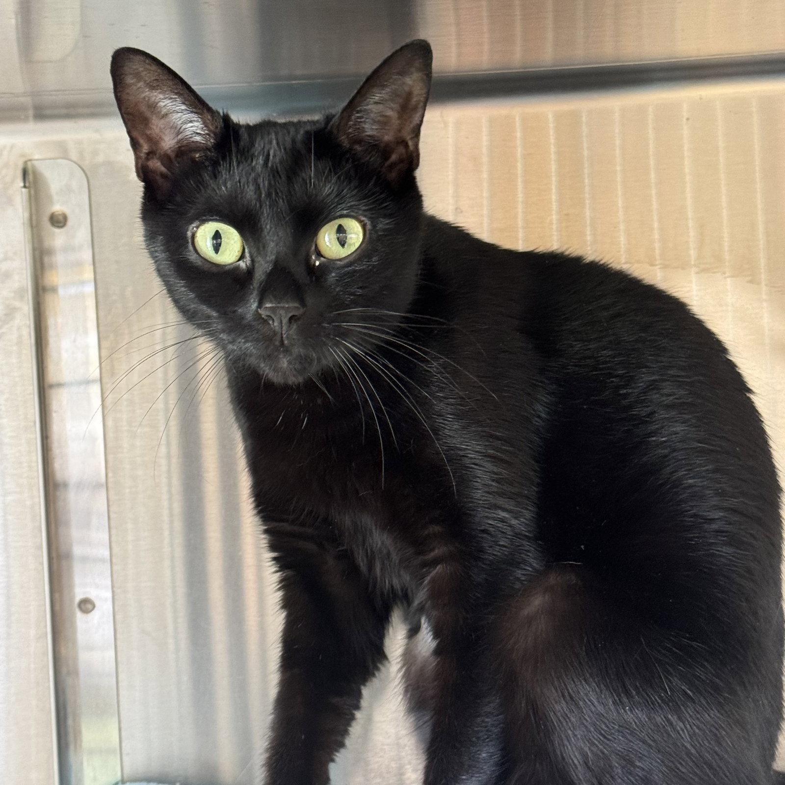 Akira, Adopted, Young Female Domestic Short Hair.