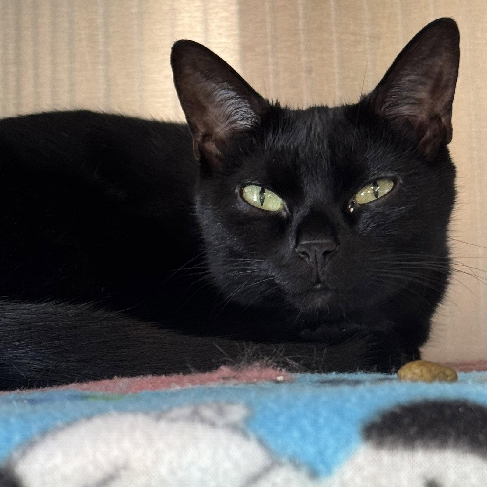 Akira, a Adopted Domestic Short Hair in Winchendon, MA image 2/3