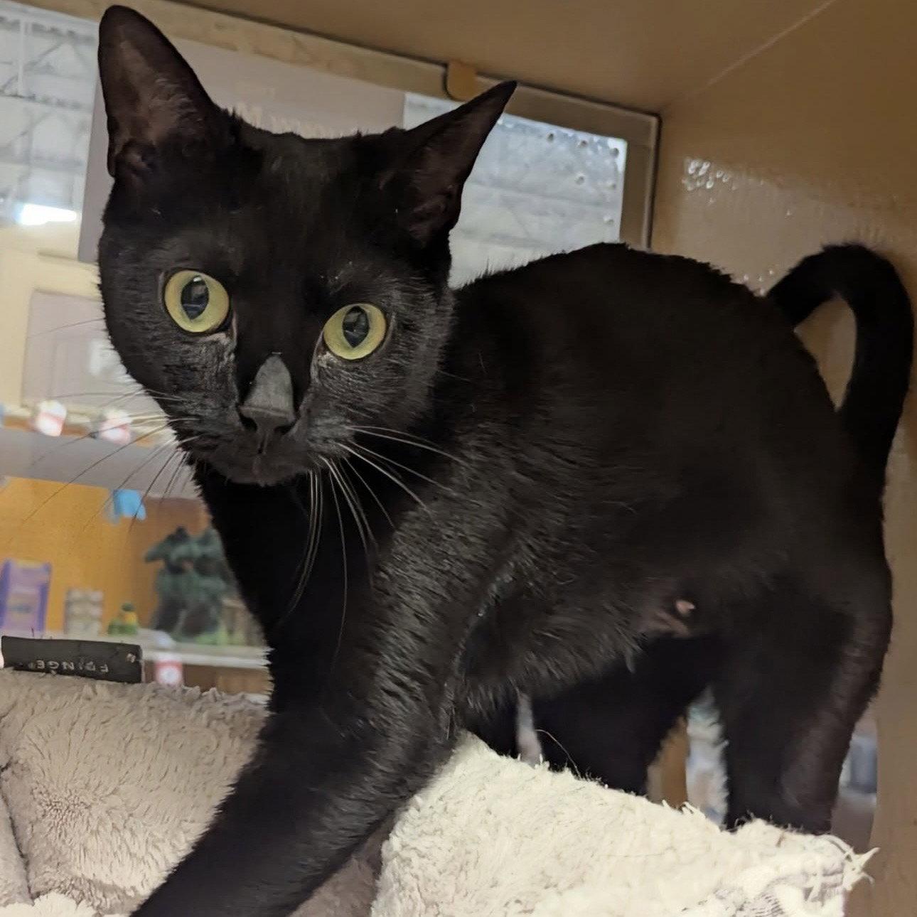 Akira, a Adopted Domestic Short Hair in Winchendon, MA image 3/3