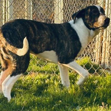 Miwak, Adoptable, Young Male Hound.