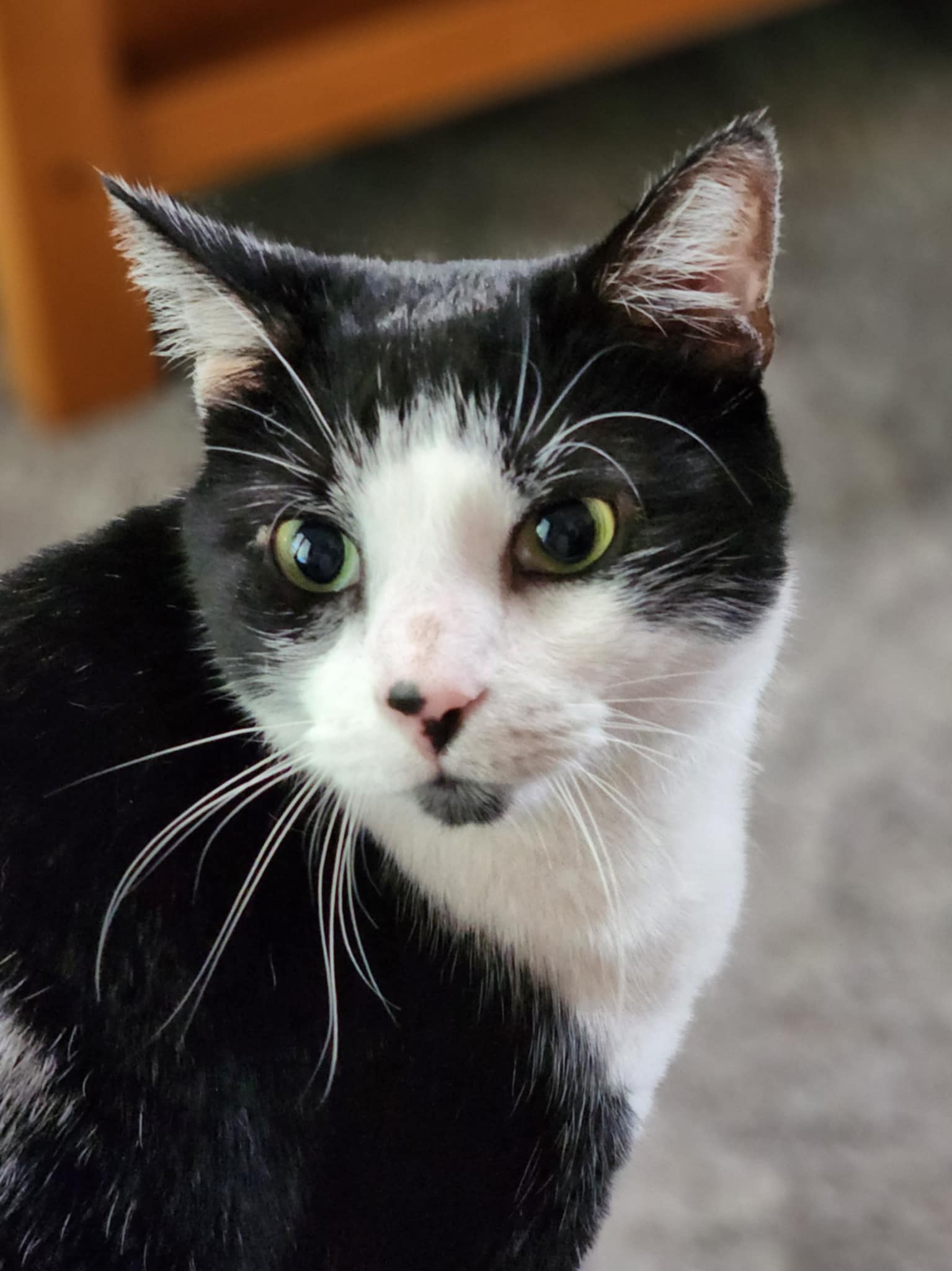 Oreo, Adoptable, Adult Male Domestic Medium Hair.