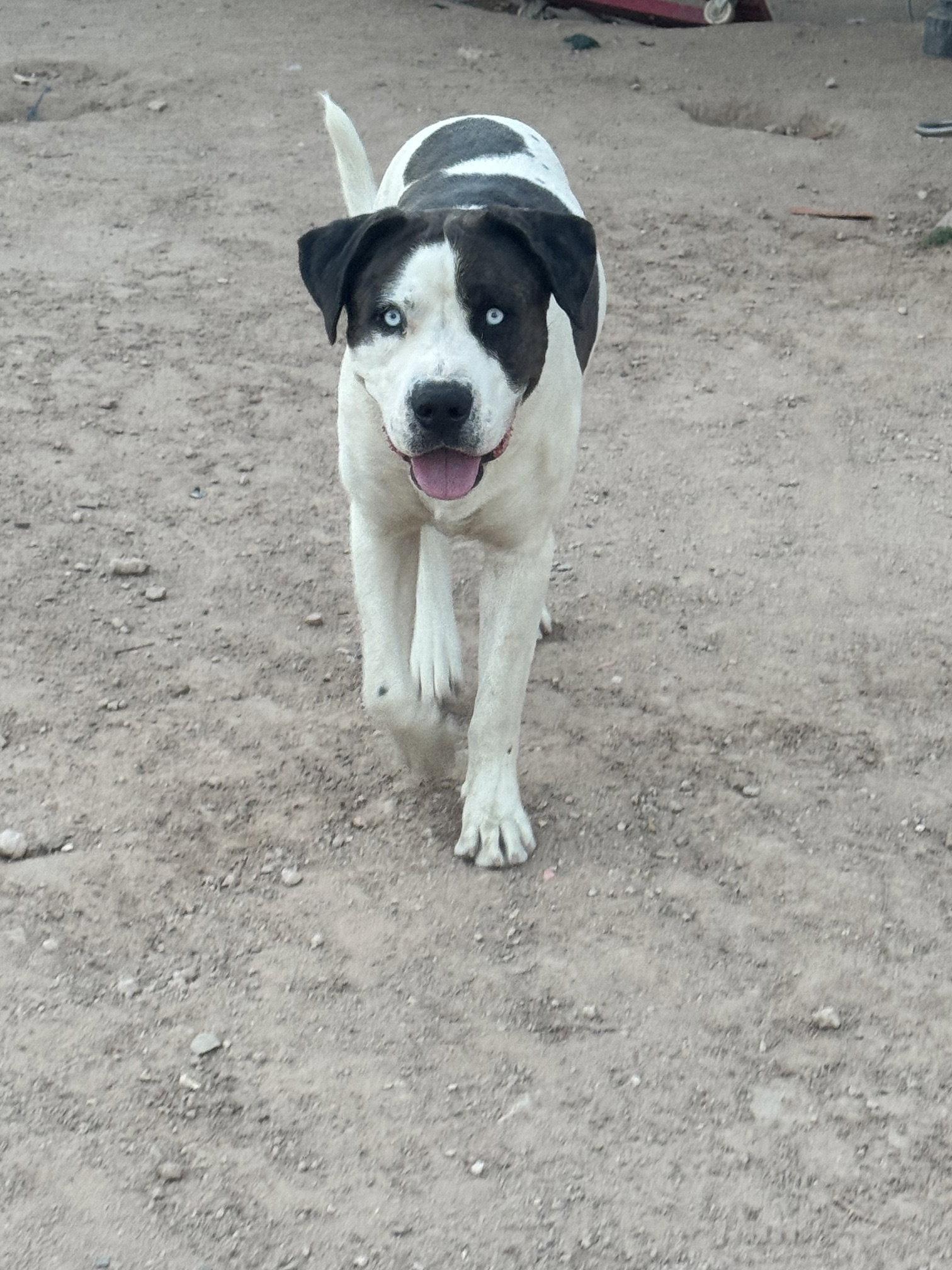 COURTESY POST Blu, Adoptable, Young Male Australian Shepherd.
