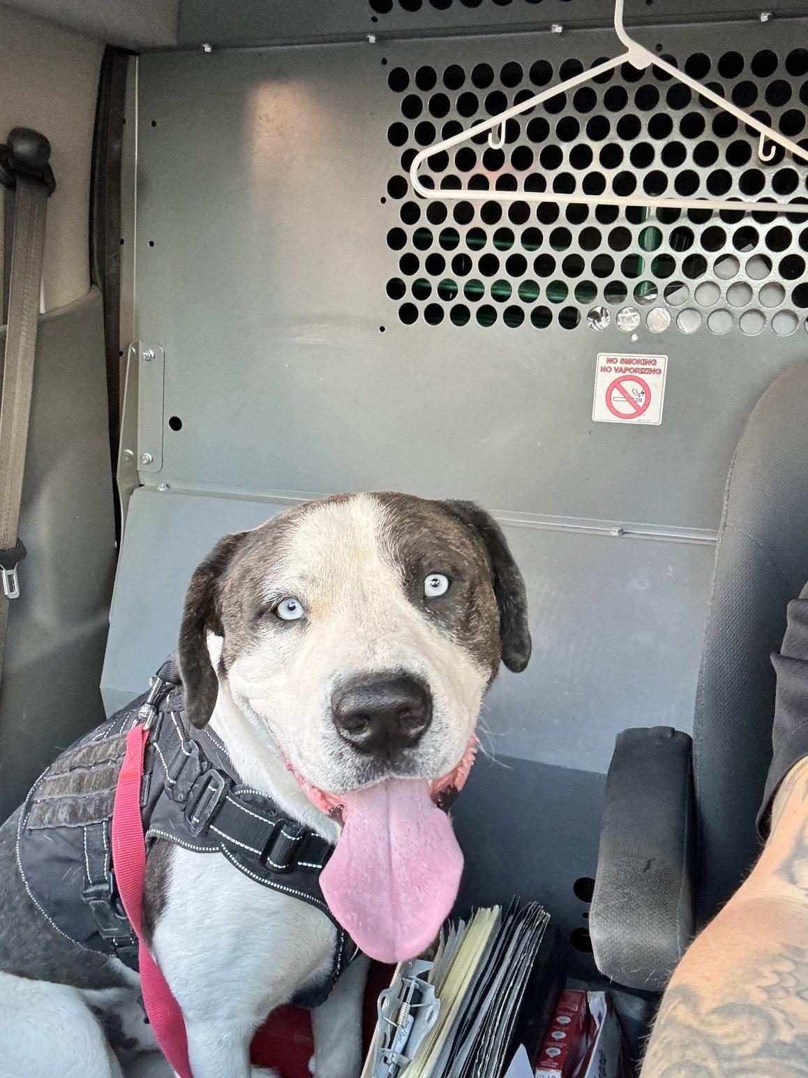 Enlarge COURTESY POST Blu, a Adoptable Australian Shepherd in Tucson, AZ image 2/2