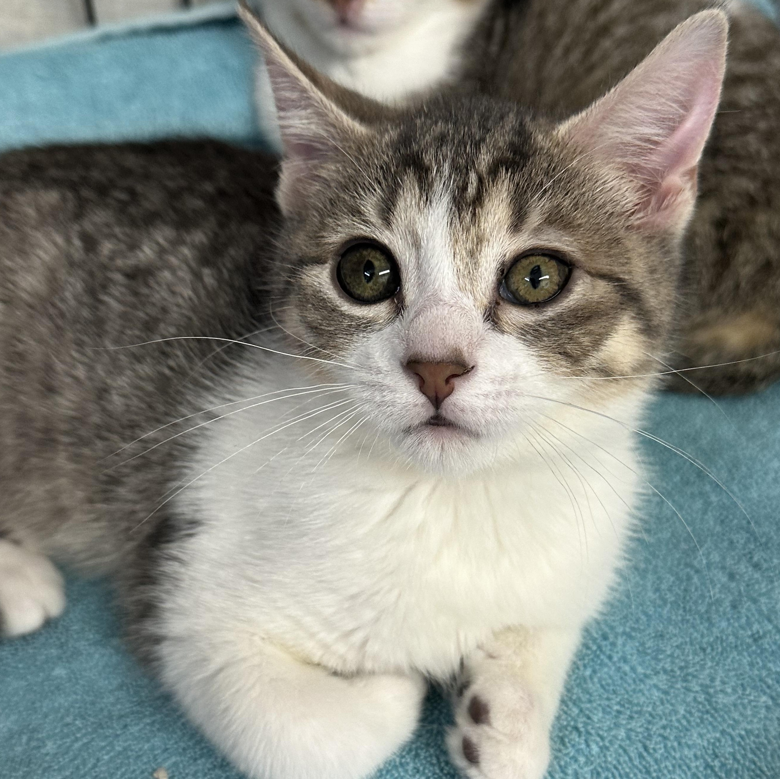 Elantra & Tessa