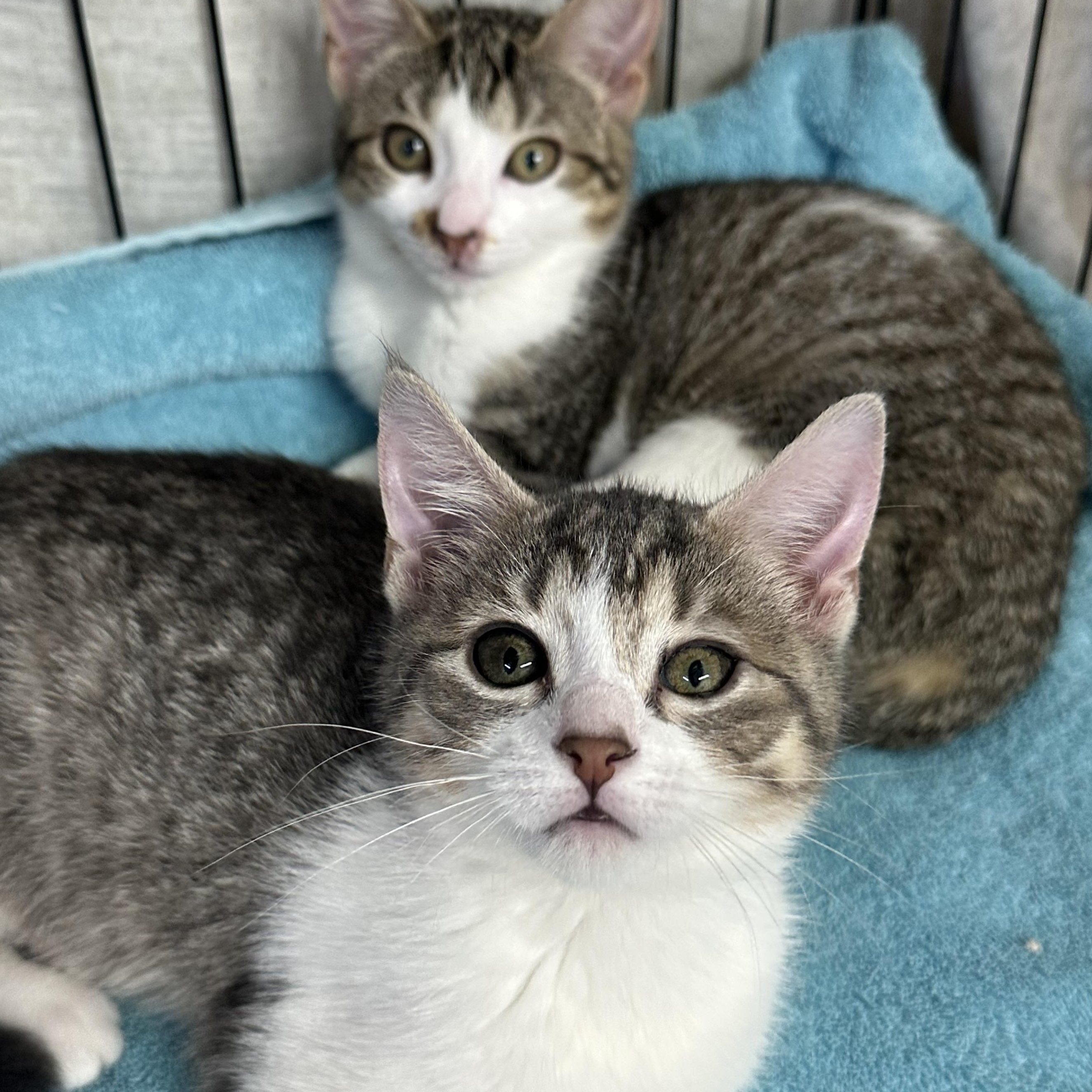 Elantra & Tessa