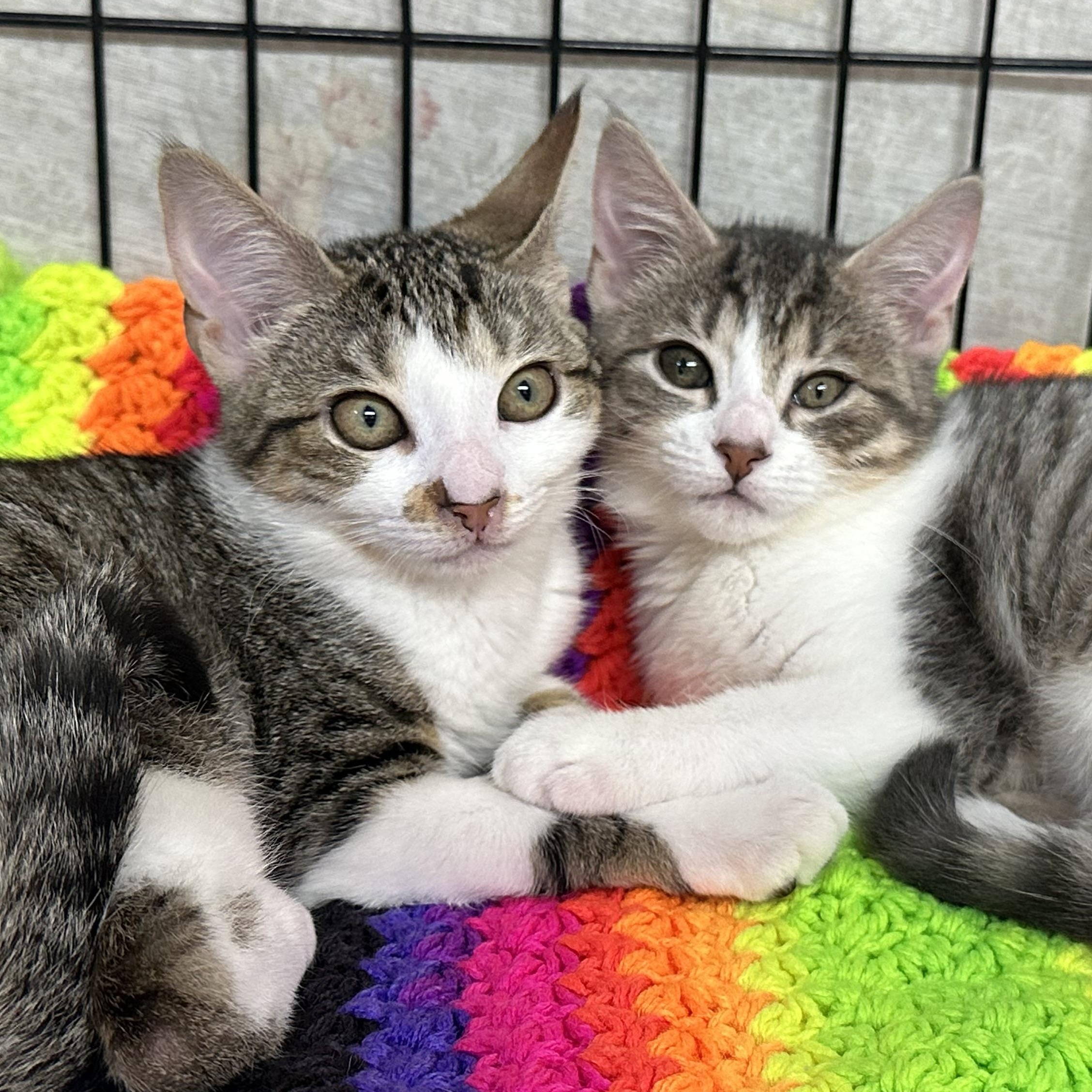 Elantra & Tessa
