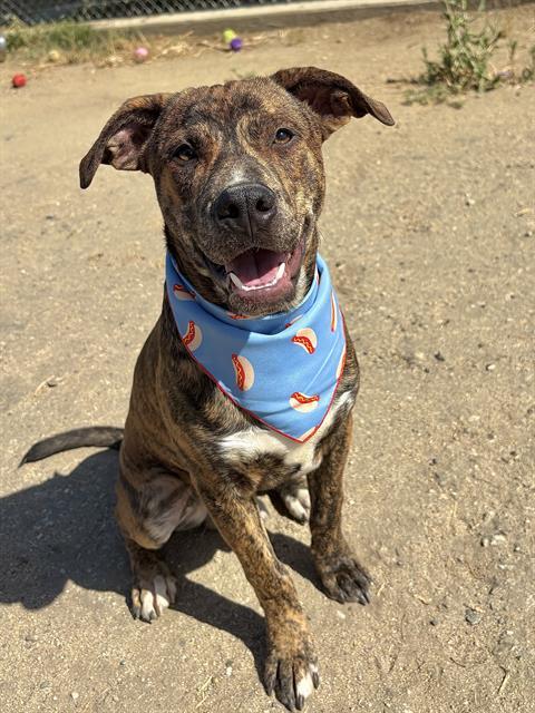 Moose (formerly Biggie) - In foster. Needs forever home., a ADOPTABLE Catahoula Leopard Dog in Thousand Oaks, CA image 1/2