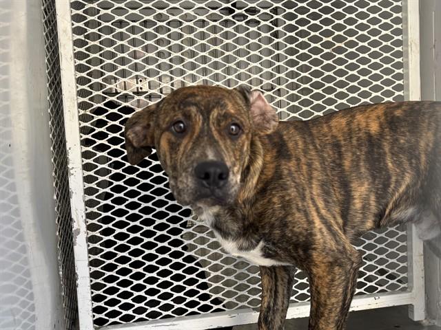 Moose (formerly Biggie) - In foster. Needs forever home., a ADOPTABLE Catahoula Leopard Dog in Thousand Oaks, CA image 2/2