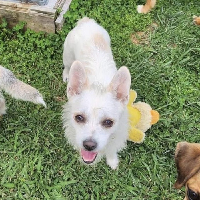 Enlarge Violet, a Adoptable mixed breed in Richmond, VA image 1/6