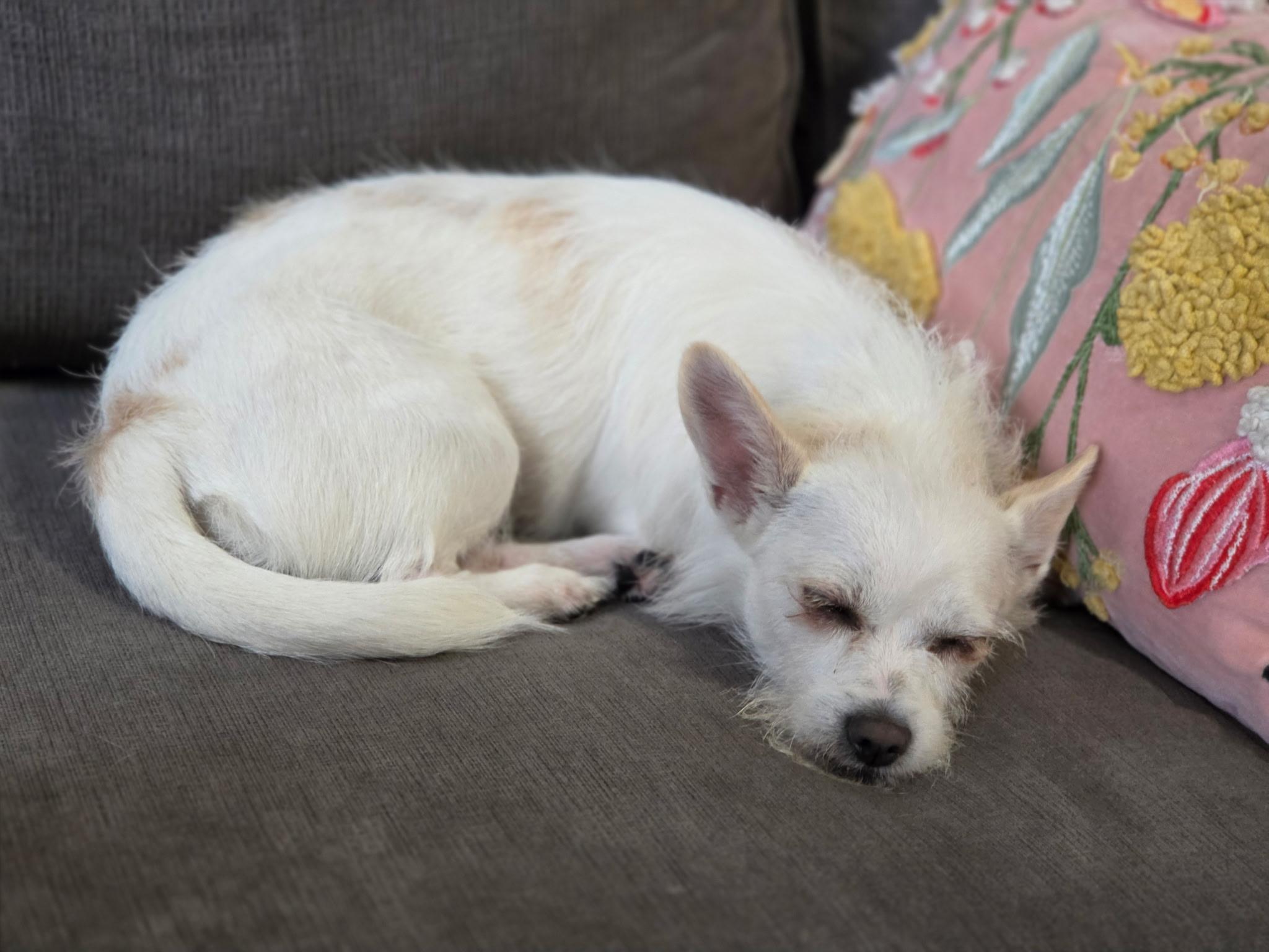 Enlarge Violet, a Adoptable mixed breed in Richmond, VA image 5/6