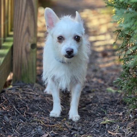 Enlarge Violet, a Adoptable mixed breed in Richmond, VA image 2/6