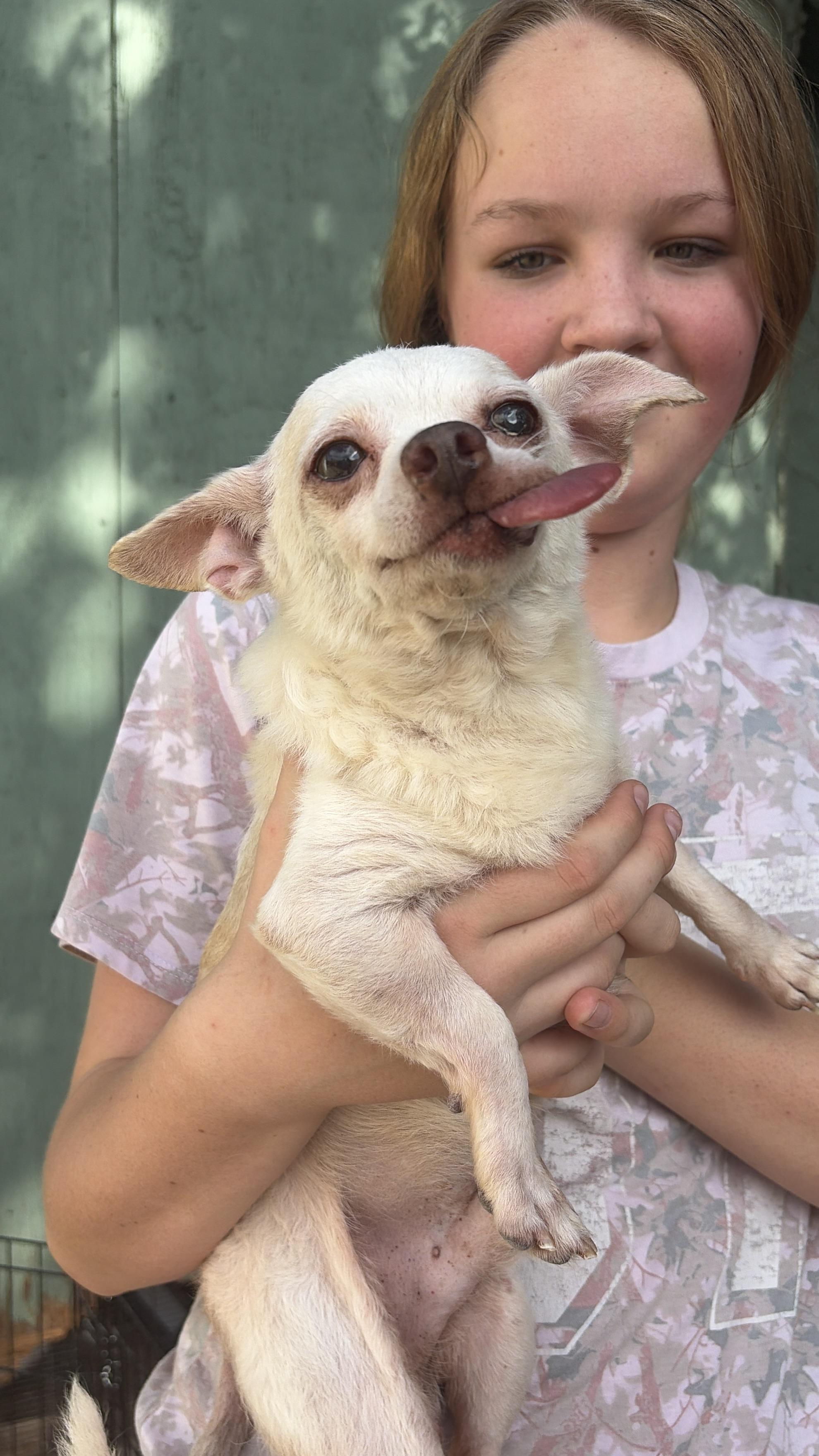 Boomerang, Adoptable, Senior Male Chihuahua.