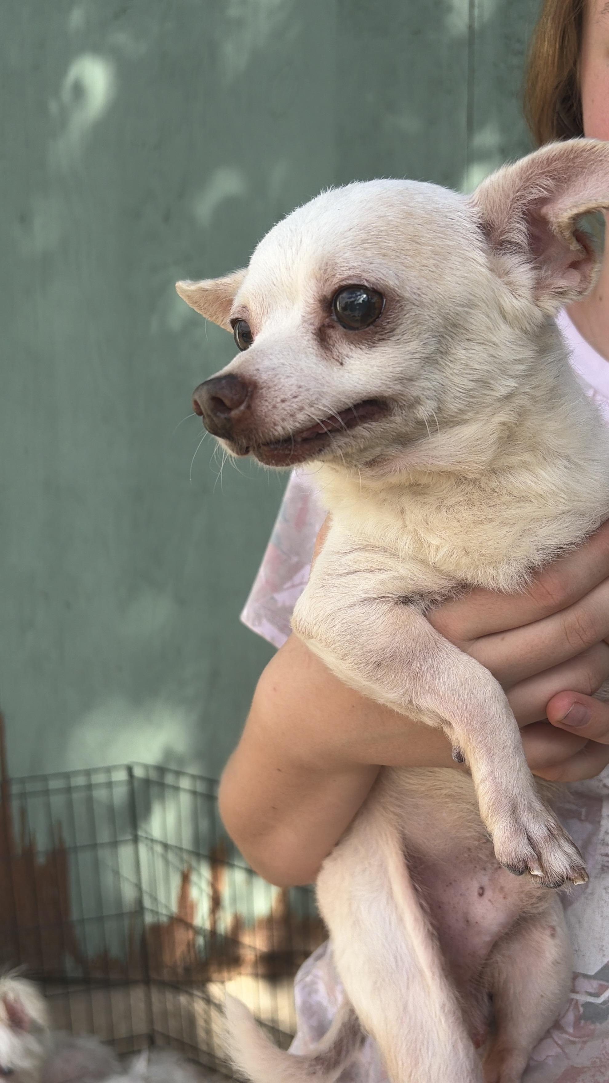 Enlarge Boomerang, a Adoptable Chihuahua in Corona, CA image 3/3
