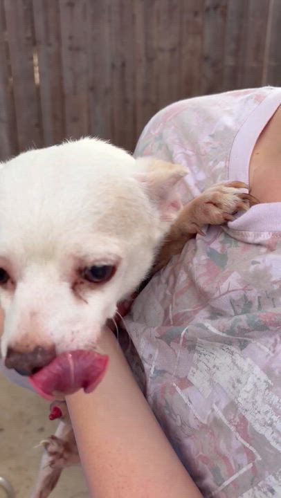 Enlarge Boomerang, a Adoptable Chihuahua in Corona, CA video 2/3