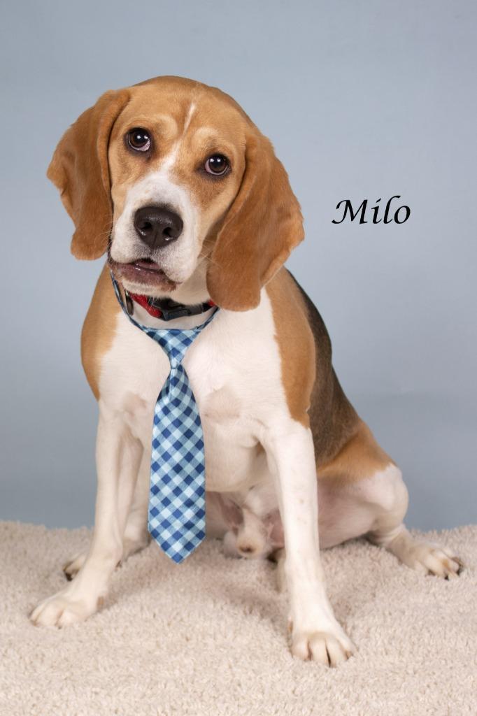 Enlarge Milo, a Adoptable Beagle in Gilbert, AZ image 1/2