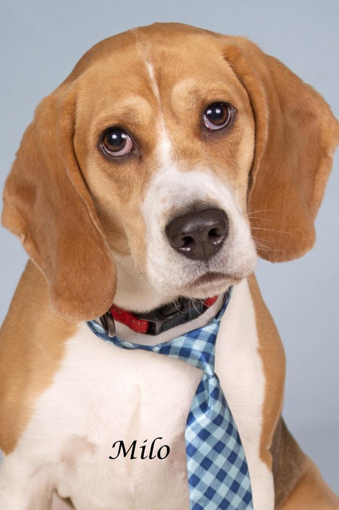 Enlarge Milo, a Adoptable Beagle in Gilbert, AZ image 2/2