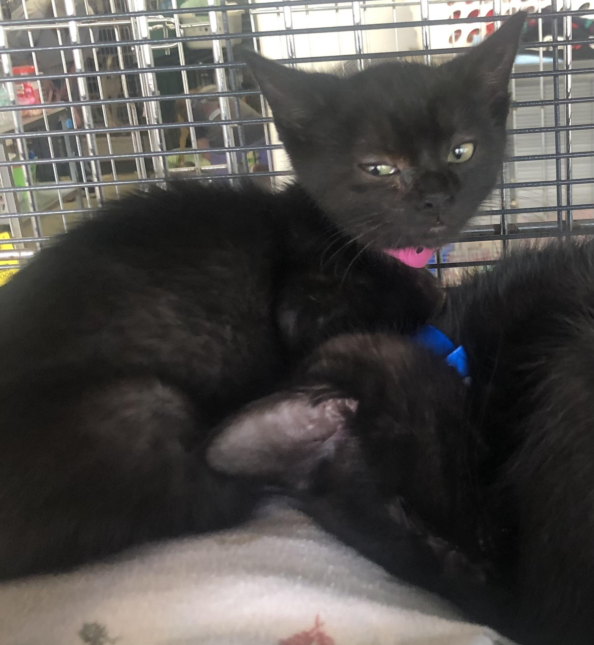 Enlarge Storm, an adopted Domestic Short Hair in Parma, OH image 1/1