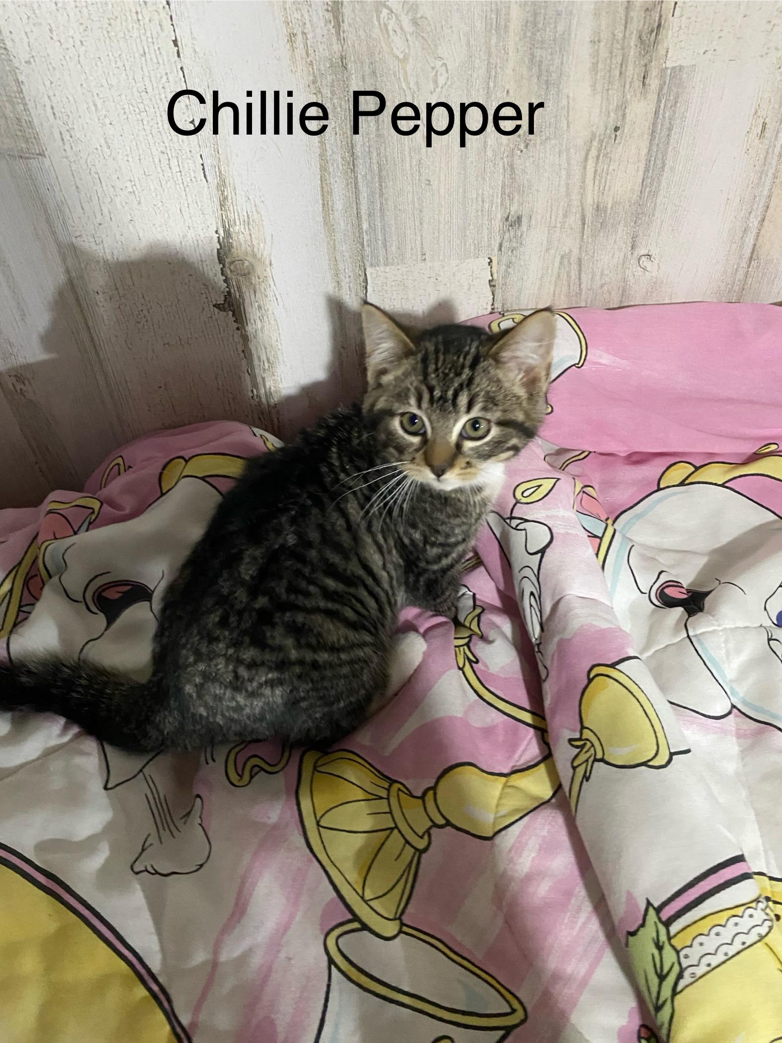 Chillie Pepper, an adopted Domestic Short Hair in Macomb, MI image 2/4