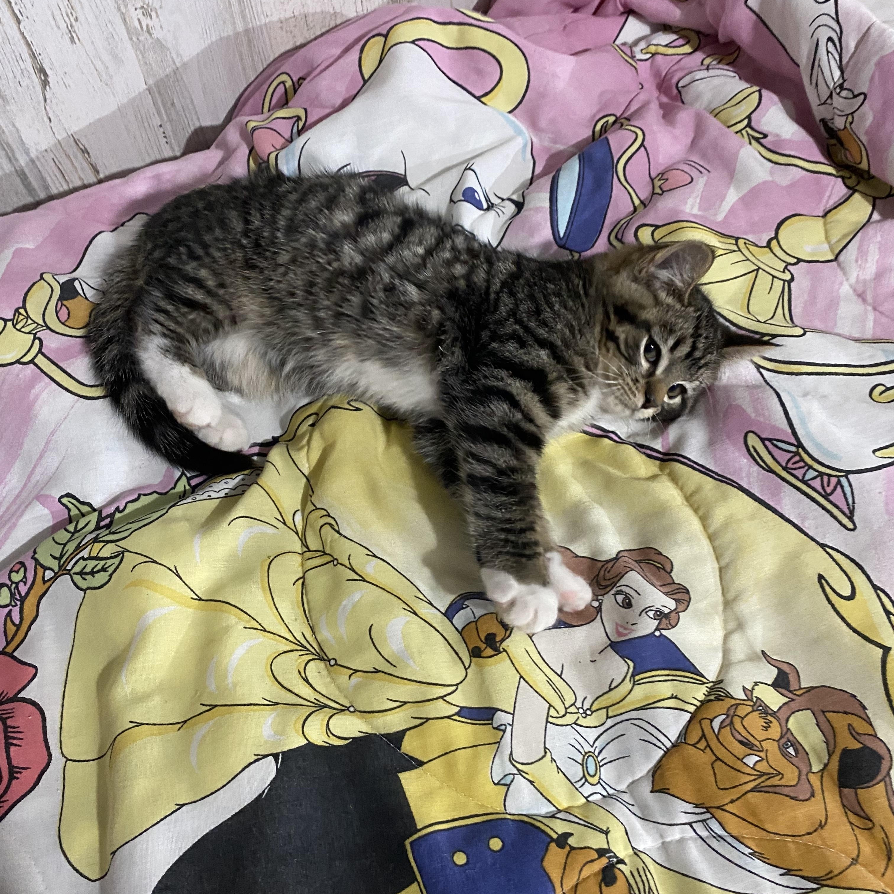 Chillie Pepper, an adopted Domestic Short Hair in Macomb, MI image 3/4