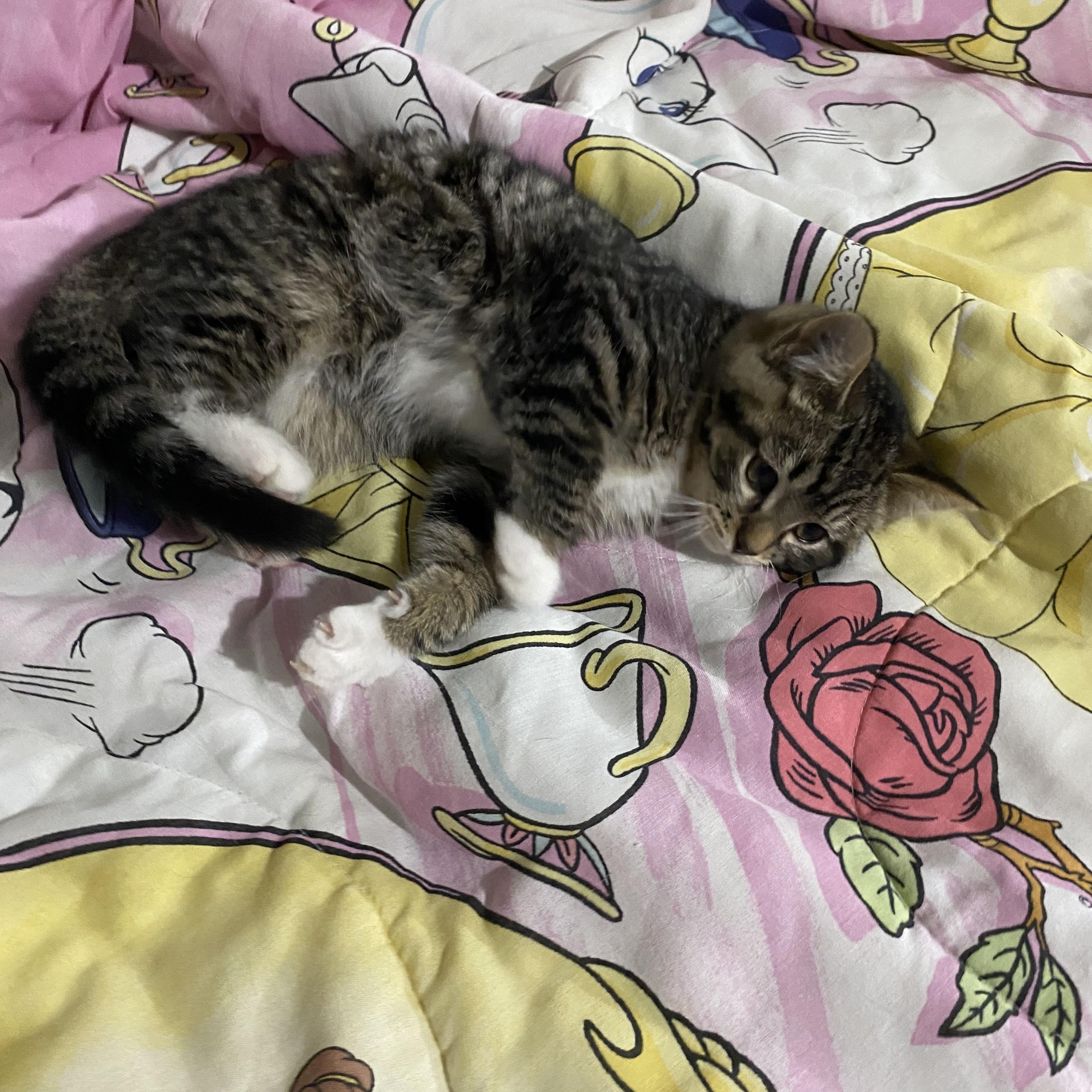 Chillie Pepper, an adopted Domestic Short Hair in Macomb, MI image 1/4