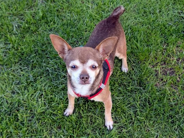 LUCKY, adoptable, Senior Male Chihuahua.