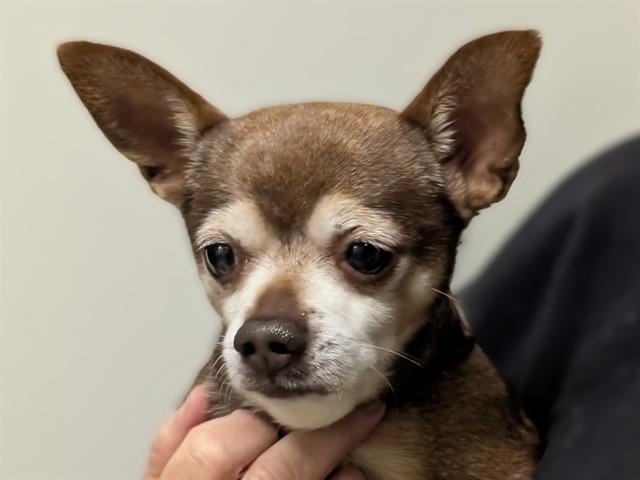 Enlarge LUCKY, an adoptable Chihuahua in San Clemente, CA image 2/2
