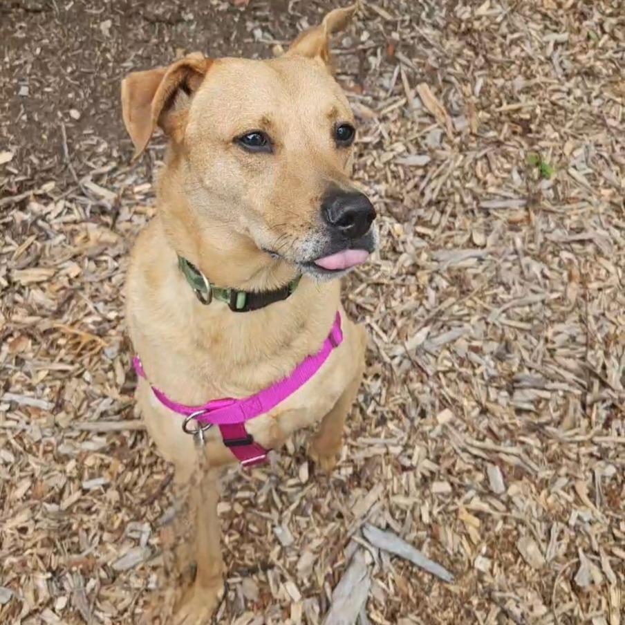 Scooter, Adoptable, Senior Male Labrador Retriever.