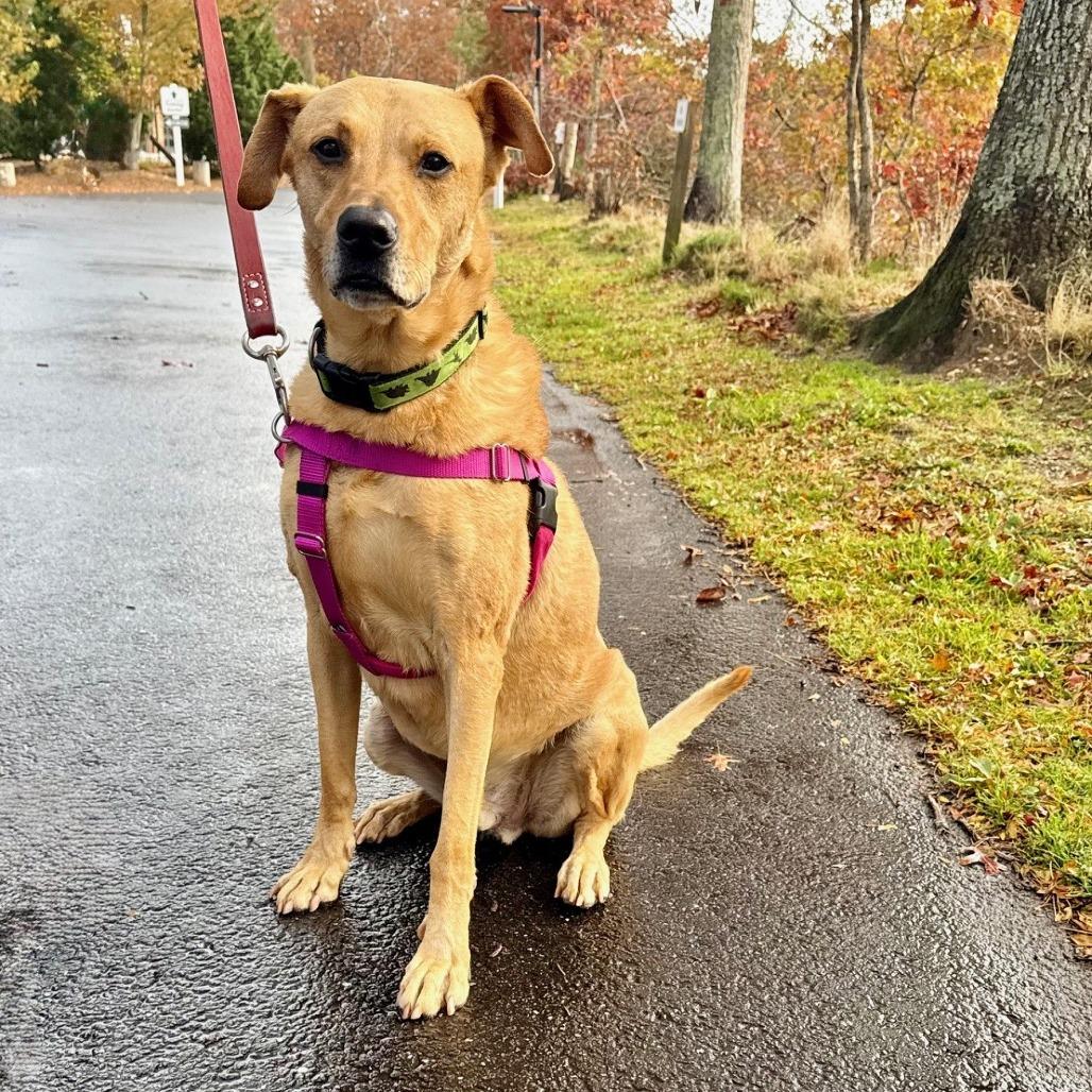 Scooter, Adoptable, Senior Male Labrador Retriever.