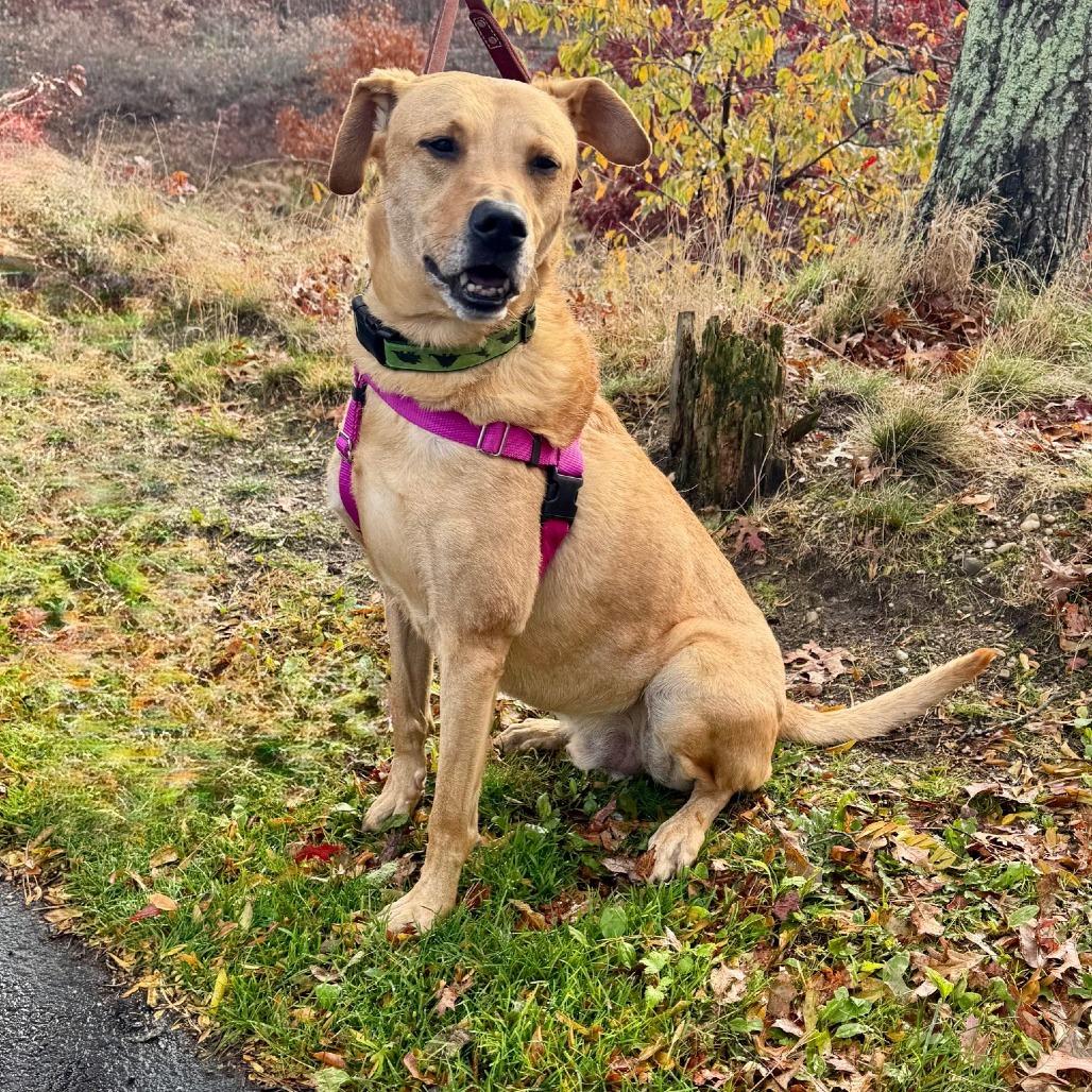 Scooter, a Adoptable Labrador Retriever image 3/6