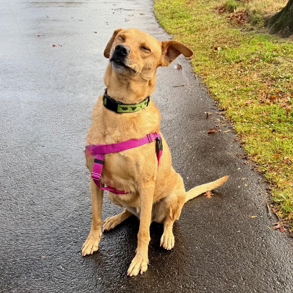 Scooter, a Adoptable Labrador Retriever image 4/6