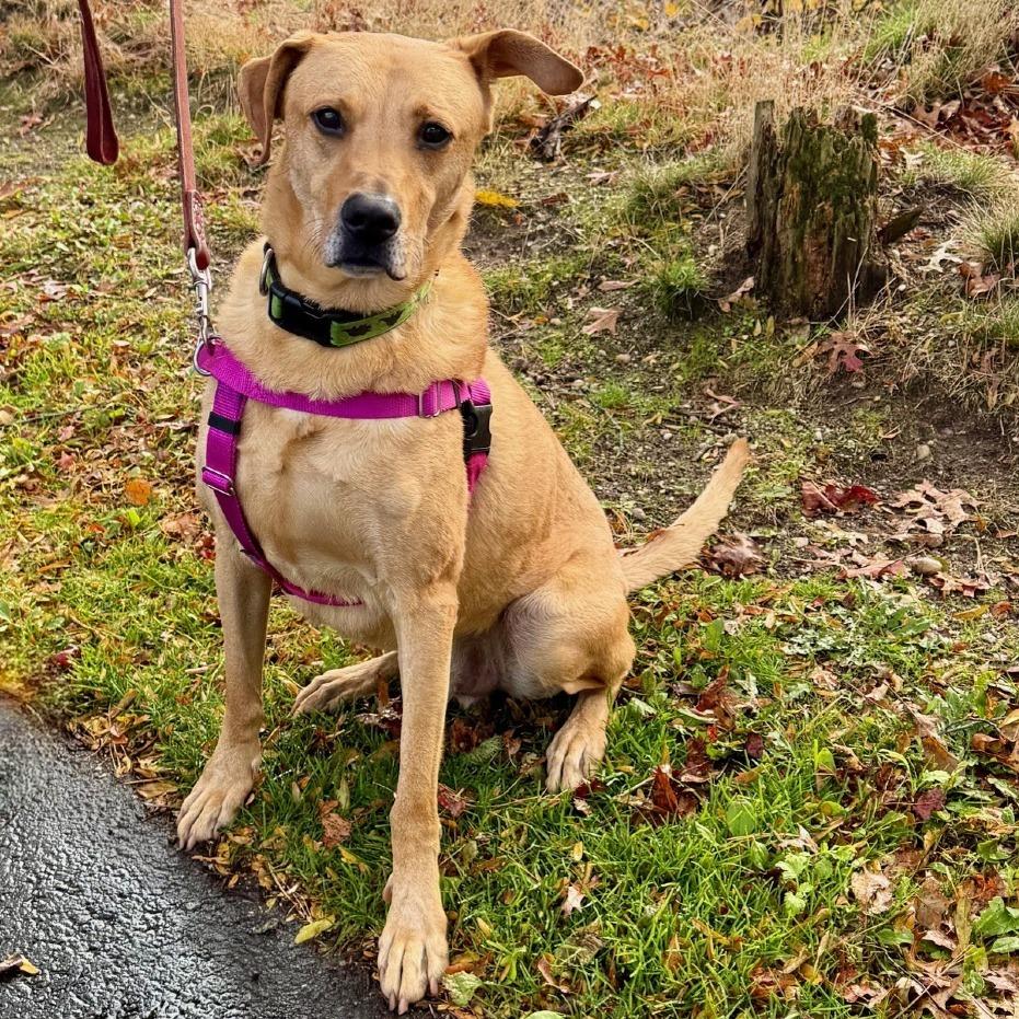 Enlarge Scooter, a Adoptable Labrador Retriever in East Hampton, NY image 4/6