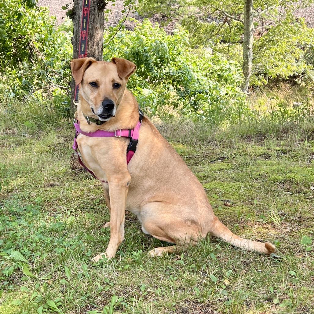 Scooter, a Adoptable Labrador Retriever in East Hampton, NY image 2/6