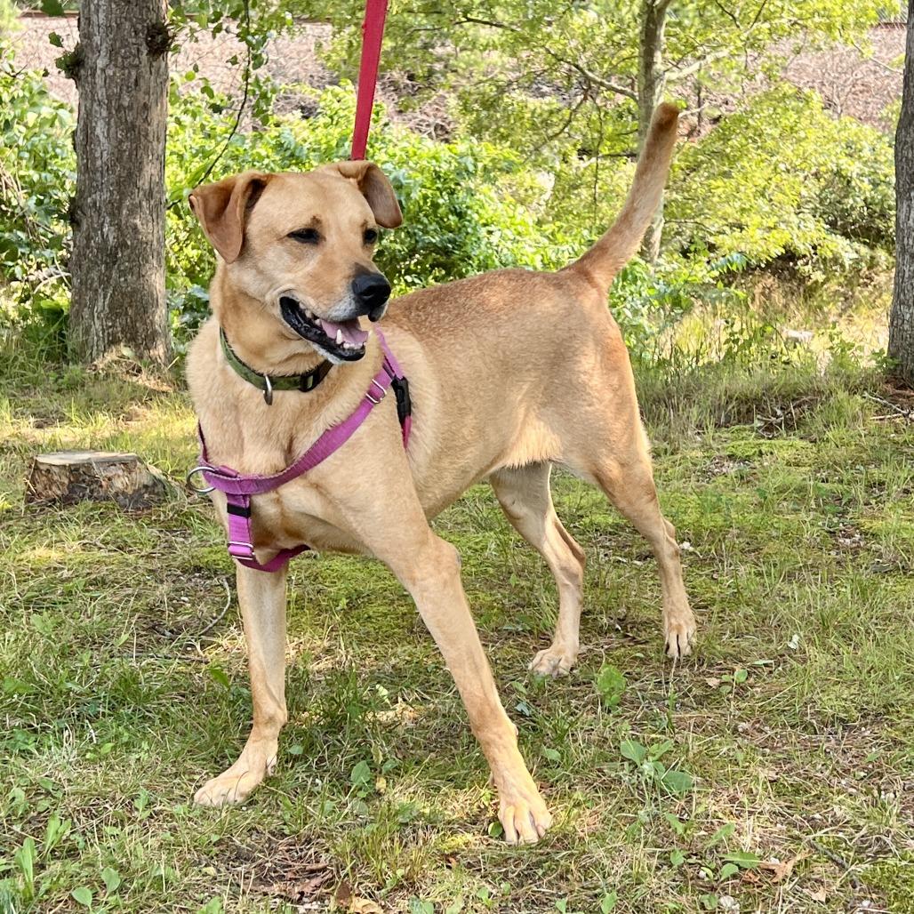 Scooter, a Adoptable Labrador Retriever in East Hampton, NY image 3/6
