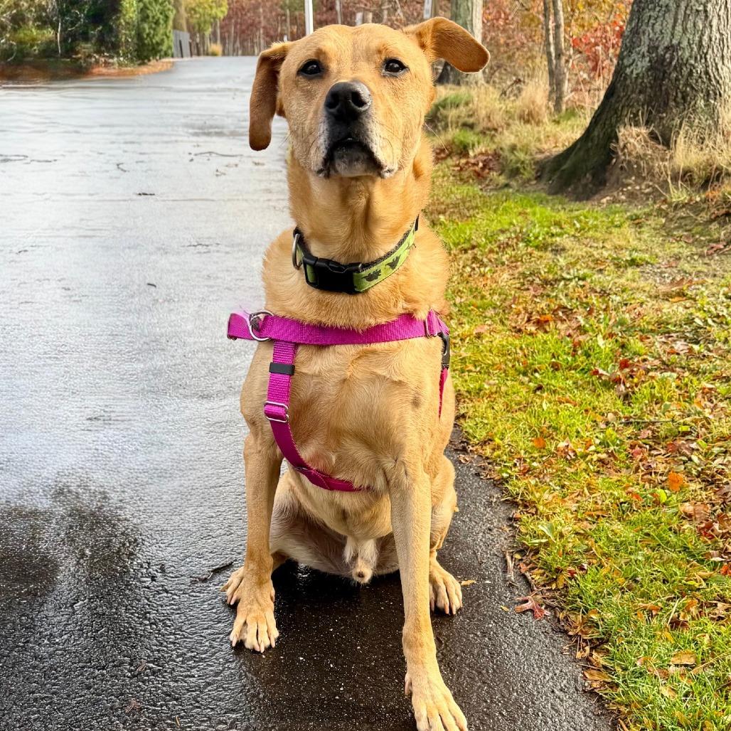 Scooter, a Adoptable Labrador Retriever image 5/6